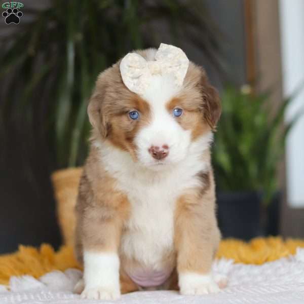 Outback, Miniature Australian Shepherd Puppy